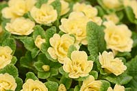 Primula vulgaris Belarina 'Buttercup Yellow'