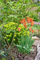 Tulipa 'Ballernia' et Euphorbia 'Midas'