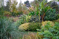 Dahlia 'David Howard', Salvia 'Amistad' et Canna tropicanna dans le jardin chaud des jardins botaniques et des serres de Birmingham, octobre