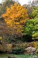 Acer palmatum 'Sango-kaku' aux jardins botaniques et serres de Birmingham, octobre