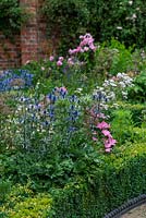 Une combinaison de plantation d'été de dentelles avec Eryngium zabelii bleu 'Jos Eijking' et rose Lavatera trimestris 'Silver Cup