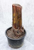 Tige d'Ensete plantée dans un pot pour l'hivernage