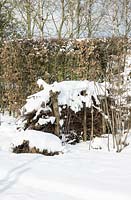 Branches stockées entre les saules recouverts de neige.