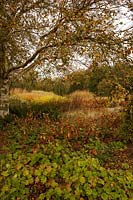 Jardin du millénaire de Piet Oudolf à Pensthorpe à Norfolk - octobre
