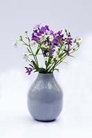 Vase de Grand Stitchwort - Stellaria holostea - et Aubretia Hy brida 'Axcent Antique Rose'