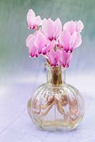 Petit vase en verre de cyclamen hederifolium