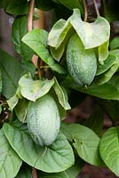 Fruit de Cobaea scandens