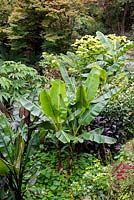 Musa sikimensis dans un parterre de style tropical