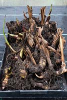 Canna rhizomes dans un bac dans une serre pour l'hivernage