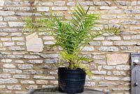 Phoenix canariensis - Palmier dattier des îles Canaries - dans un pot, sur une table par mur