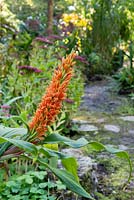 Cautleya spicata - Gingembre de l'Himalaya - dans un parterre de fleurs par chemin