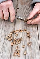 À l'aide de pinces pour casser les gousses de graines dures de Ricinus communis