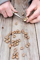 À l'aide de pinces pour casser les gousses de graines dures de Ricinus communis