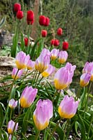 Tulipa bakeri et Tulipa 'Red Impression' sur rocaille