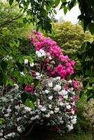 Rhododendron loderi 'King George' avec Rhododendron 'Cynthia'