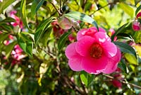 Camellia x williamsii 'Paillettes dorées'