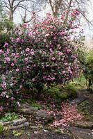 Camellia x williamsii 'Don'