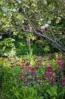 Jardin boisé ombragé avec étang, Gunnera manicata, Viburnum opulus 'Roseum' et Candelabra Primula plantés en bordure