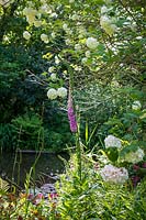 Jardin boisé ombragé avec étang, Digitalis - Foxglove et Viburnum opulus 'Roseum' plantés en bordure