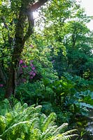 Jardin boisé ombragé près de l'étang, avec Gunnera manicata, fougère et rhododendron plantés au bord