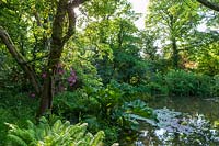 Jardin boisé ombragé avec étang, Gunnera manicata et rhododendrons plantés au bord
