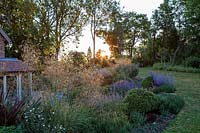 Les pépinières dorées de Stipa gigantea avec Potentilla 'Abbotswood white' et Nepeta bleu saphir 'Walkers Low' en parterre d'été au coucher du soleil