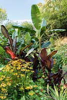 Ensete ventricosum 'Maurellii', Ensete ventricosum 'Montbeliardii' et Musa sikimensis dans un jardin situé dans une vallée escarpée ou combe avec son propre microclimat abrité qui permet aux plantes exotiques tendres de s'épanouir