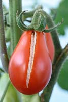 Solanum lycopersicum 'Poire rouge '. Tomates cerises prunes. Variété traditionnelle. Fruits fendus ou concassés Syn. Lycopersicon esculentum