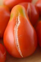 Solanum lycopersicum 'Red Pear' Tomates cerises prunes. Variété ancestrale Fruits cueillis qui se sont fendus ou fêlés ou dont la maturation est inégale. Greenback Syn. Lycopersicon esculentum.
