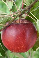 Pommes Malus domestica 'Elstar'.