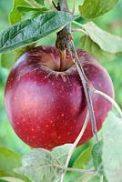 Pommes Malus domestica 'Elstar'