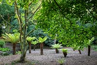 Jardin boisé ombragé avec fougères arborescentes, Dicksonia antartica
