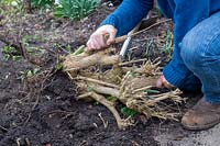 Jardinier déterrant une vieille racine de plante weigela