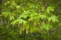 Acer macrophyllum - Érable à grandes feuilles