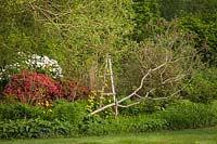 Humulus lupulus 'Aureus', Rhus typhina, Rhododendron cvs., Salix lasiandra - Tuteur en bois avec houblon doré dans un parterre de fleurs vivaces, encadré par des branches de Staghorn Sumac, rhododendrons rouges et blancs, saule du Pacifique