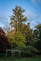 Populus trichocarpa, Acer macrophyllum, Malus domestica - peuplier noir, érable à grandes feuilles