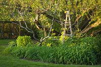 Parterre de fleurs de printemps mixte avec tuteur en bois avec houblon doré parmi le feuillage d'hémérocalle et branches de sumac vinaigrier avec saule du Pacifique en arrière-plan