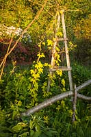 Humulus lupulus 'Aureus' - Houblon d'or sur tuteur en bois au coucher du soleil