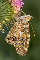 Papillon Dame peinte nymphe récemment émergée