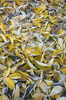 Juglans regia - Noyer commun - feuilles mortes givrées