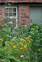 Jardin potager et fleuri à Bothy, plantes: Calendula officinalis 'Indian Prince' - Souci en pot, Fèves, Fenouil, Papaver somniferum - Coquelicot