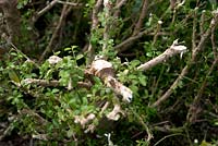 Buxus sempervirens - Box - avec Box Blight, réduit de deux tiers