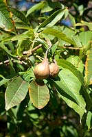 Aesculus indica - Indian Horse Chestnut Tree - écrous accroché sur une branche feuillue