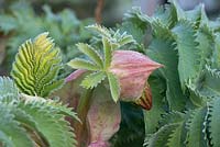 Melianthus major, boutons floraux et feuilles