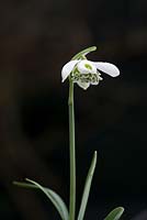 Galanthus 'Lavinia' - Perce-neige
