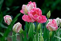 Tulipe 'Silver Parrot' - Tulipe 'Silver Parrot'