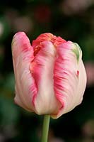 Tulipa 'Perroquet Abricot' - Tulipe 'Perroquet Abricot'