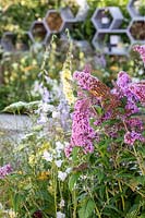 Parterre de fleurs naturaliste avec Buddleja 'Pink Delight' Le jardin des pollinisateurs urbains - Hampton Court Flower Festival 2019