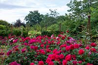 Mélange de roses dans des parterres surélevés dont 'LD Braithwaite', 'Darcy Bussell' et 'Munstead Wood '.