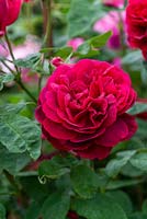 Rosa 'LD Braithwaite' - Rose 'LD Braithwaite'
